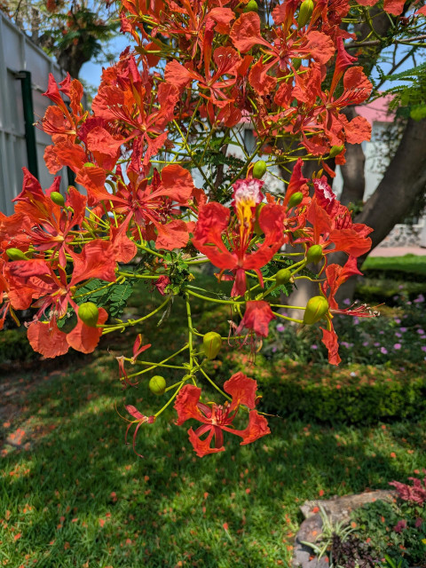 Closer view of the orange red flowers 
