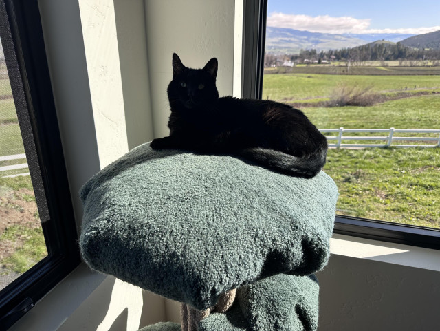 Minna, a void cat, sitting on the cat tree in the window in the sun and looking pleased with herself.