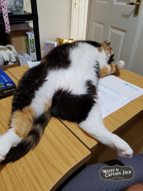 A beautiful calico cat named Maisy is sprawled out in a state of unbothered relaxation across a wooden office desk. Laying completely on her back, she has dramatically draped herself over a stack of important looking paperwork, acting as a fluffy, multicolored paperweight. Her soft coat features a striking mix of large black, white, and ginger patches, and one of her hind legs is stretched out off the desk into the air, completely off the paperwork. Her front paws are tucked near her head, which is turned away as she enjoys a deep nap on the job. 

A stylised logo in one corner reads "Maisy & Captain Jack by Paul Jackson.", confirming the identity of this charismatic feline.
