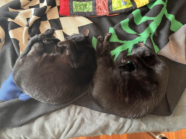Two black cats are curled up next to each other, their legs and heads and tails in the exact same positions. The one on the left, Infrared, has her back against her sister Ultraviolet's bum. They honestly look like I selected Infrared in photoshop, shrank her slightly, and pasted a copy to her right. But they are all too real, and all too cute. 