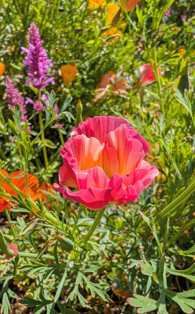 Pink and gold poppy blossom surrounded by green foliage.
