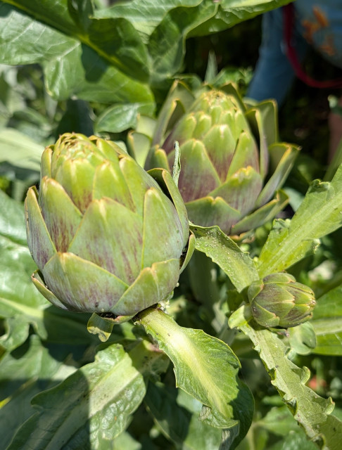 Artichokes are growing in the midst of the flowers. 