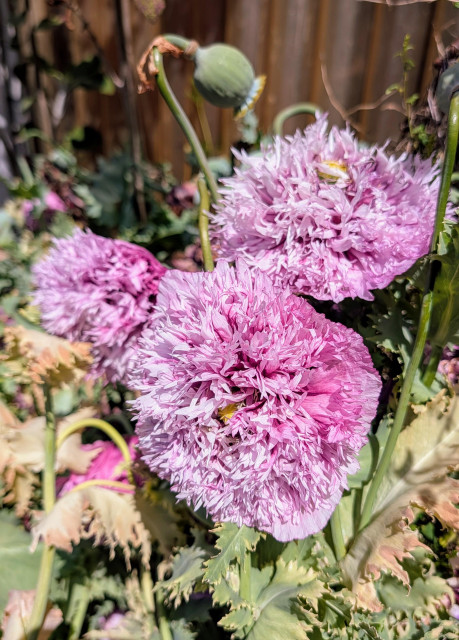 Pinkish lavender poppies. They look like a puffball. 