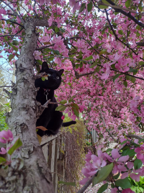 Pretty black kitty Vanta is sitting on a wooden fence, surrounded by pink apple blossoms.