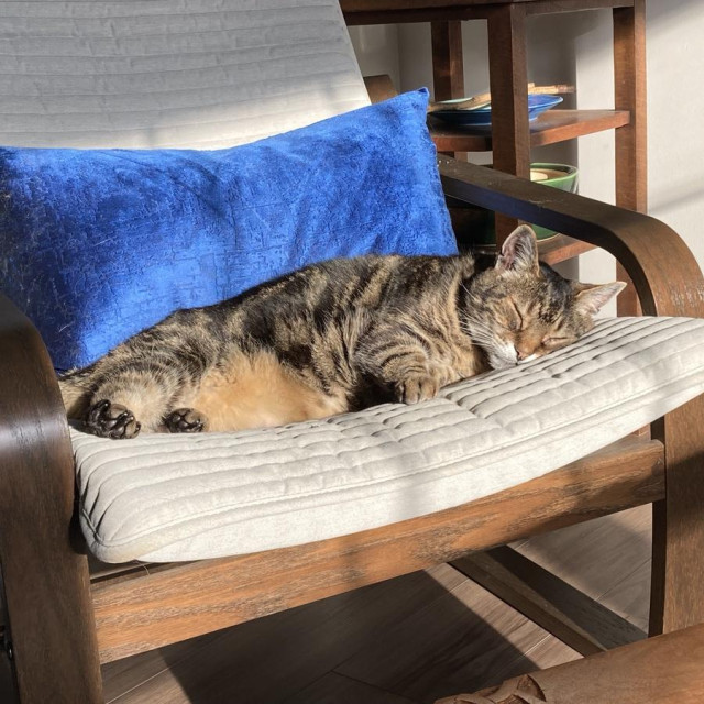 Tabby cat stretched out on his side on a beige upholstered chair with a royal blue cushion behind him. He's happily sleeping in early evening sun that's streaming in from a nearby window.
