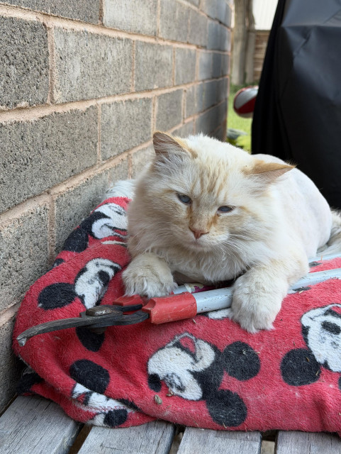 A white cat laying on top of some pruning clippers 