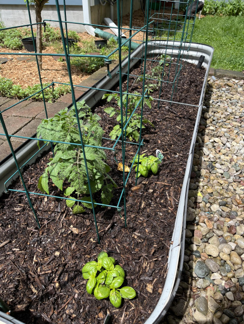 A raised garden bin planted with five tomato plants of varying sizes and two basil plants.