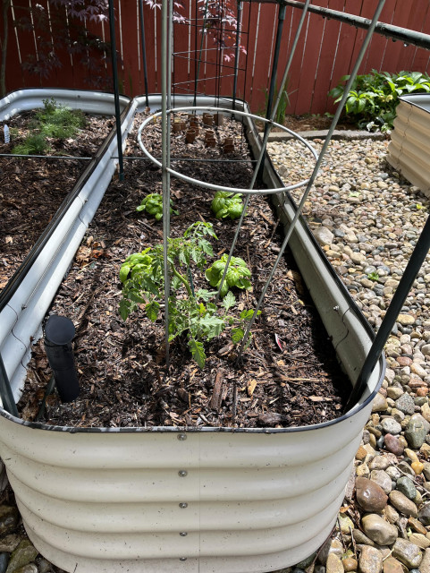 A raised garden bin planted with one tomato plant, four basil plants, and a trellis for snap peas to climb on when they pop up (these were planted from seed).