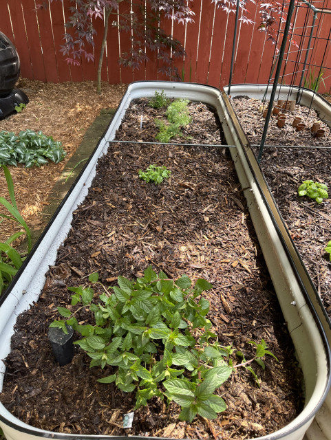 A raised garden bin planted with peppermint, cilantro, dill, and thyme.