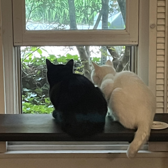 a black cat and a white cat sit next to one another looking out a window