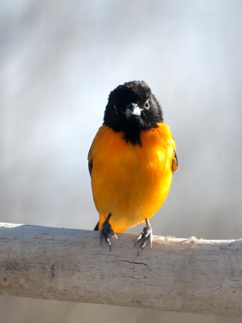 A medium sized bird with an orange breast and a black head, looking into the camera.