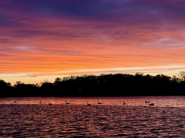 Sunset, photo of swans swimming on a lake, bathed in pink and purple light from a sunset above with orange pink and purple clouds.