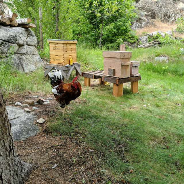 The old man #rooster guards the new beehive apiary location, or is hiding from the other roosters that chase him around. He is red looking but is a black based #SwedishFlowerHen. There are two #bee colonies beyond him, one is situated and the other is in a bait #hive, or swarm trap, with the small nuc hive behind it which they will be moved into because it is small. They sit on a two full size hive stand plus room for a nuc to make 3 spaces.