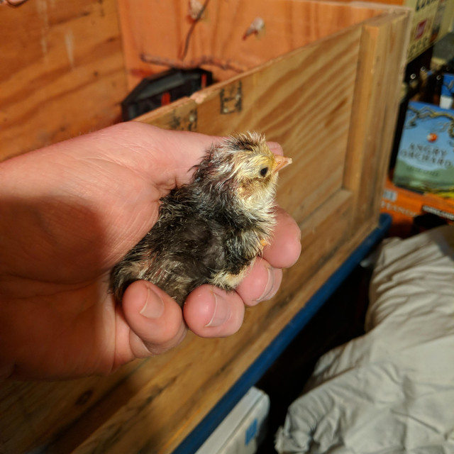The #chick from the #6 egg that hatched today with assistance since it was very big and made a full egg and had been trying for too long. It's fine.