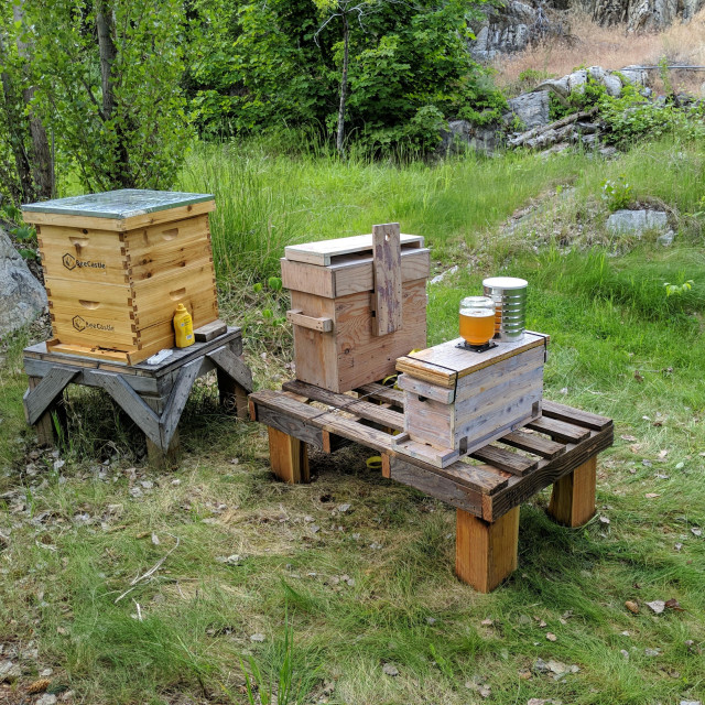 The previously mentioned apiary after the nuc hive is setup and a feeder lid has been installed and a jar of food. There is a metal can to cover the jar of food so the sun doesn't shine on it. The bait hive is sitting off to the side before it was taken back to  it's tree. grass rocks trees in the background. The hive is made from a heavy duty pallet cut down and split redcedar posts that were smoothed up square with saws, and hand planes, to fit as legs with lots of screws securing them. The exposed parts of the stand were coated with boiled linseed oil.