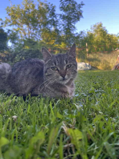 Gray cat laying in the grass