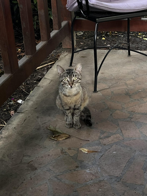 Gray cat staring at the camera