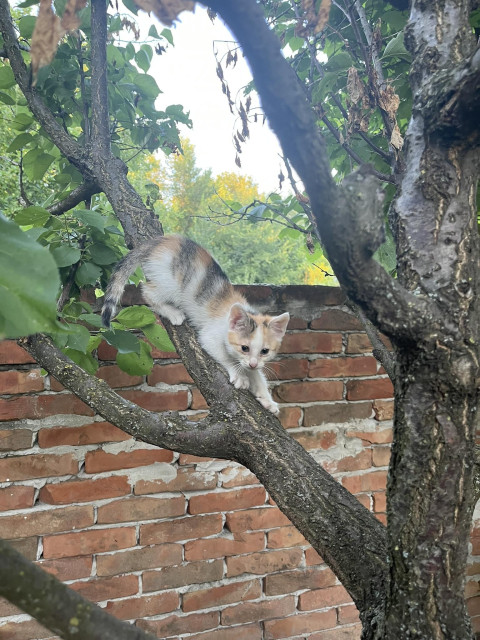 White/orange/gray kitten on a tree branch