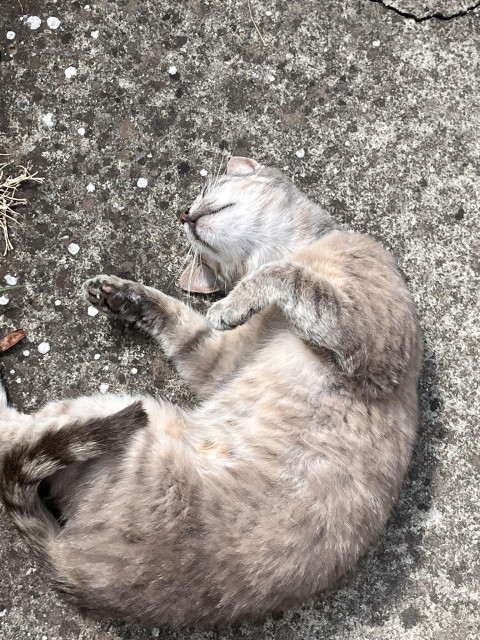 Gray cat laying on her back on the ground