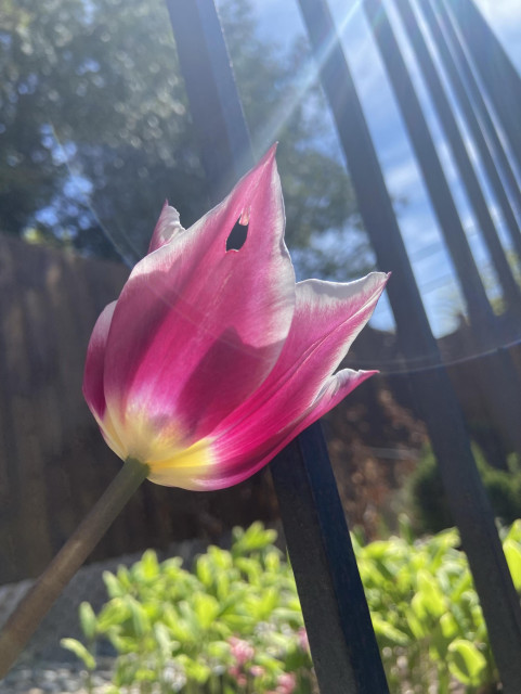 A purple star shaped tulip, seen from below. Some critter has eaten a little hole in one of the petals. It looks like an open rodent mouth with upper teeth, and the point of the petal looks like a mouse's nose, and one of the other petals behind looks like a little mouse ear. Like if the mouse were walking on a glass ceiling above us. 