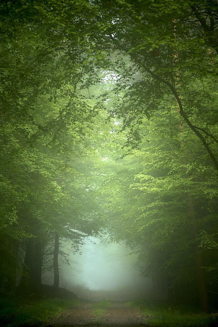 A lush canopy of vibrant green deciduous trees frames a central path through a dense, misty forest where profound silence prevails. The leaves overhead form a natural archway, filtering light and fading into a soft, glowing mist in the background. A simple dirt track, grassy in the centre, leads directly into the thick white mist, creating a strong sense of depth. Deep shadows at the bases of the trees in the foreground contrast with the ethereal brightness of the fog ahead.