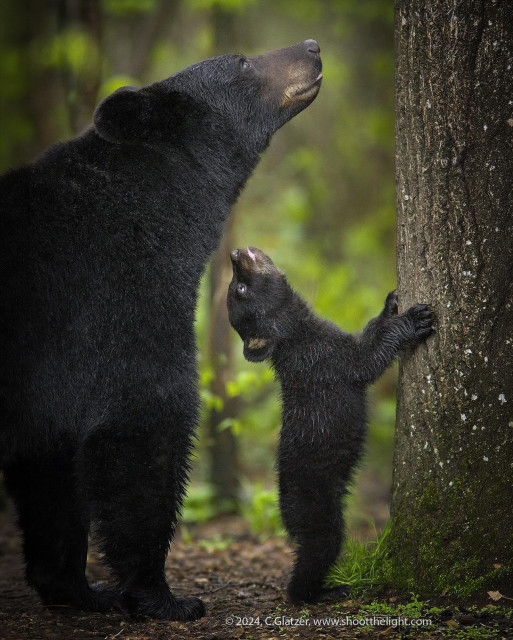 black bear cub holding a tree trunk and leaning back to look up and backwards at their mother standing behind them