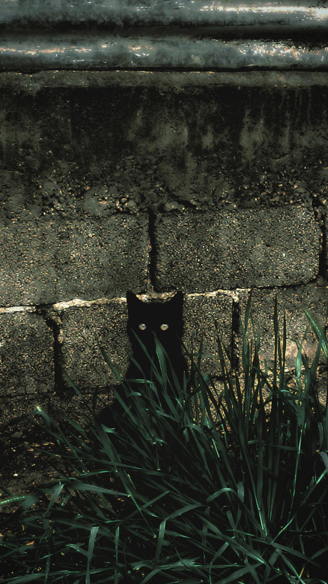 Black kitten hiding behind green grass, with its back on a rough wall of concrete blocks. On top: the blue edge of a metallic panel, casting shadow on the mouldy cement. Starry highlights around the black figure and its curious eyes, staring. That's the abyss, not the void. Gaze but don't scream. 