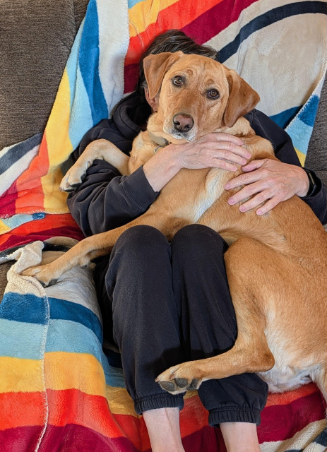 Golden lab is lounging on an old grandma who is sitting in a recliner covered with a stripey blanket. 