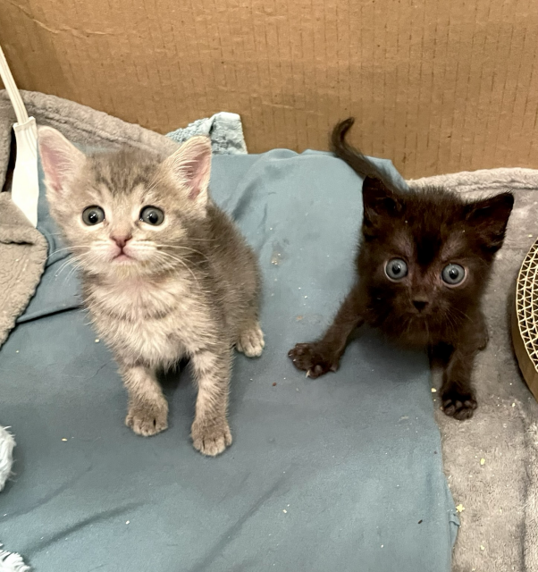 A small grey tabby kitten and a smaller black kitten with big round perpetually surprised eyes
