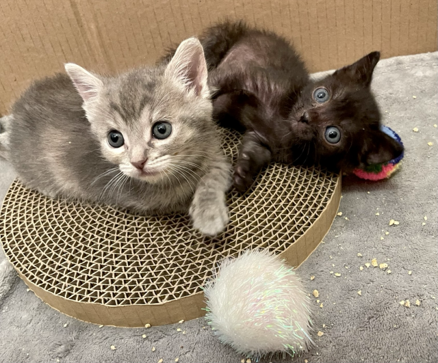 A small grey tabby kitten and a smaller black kitten with big round eyes together on a cardboard scratcher disk