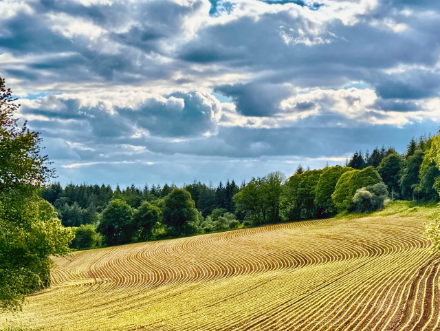 A landscape featuring rolling fields with distinct curved plowed lines where plants are sprouting, bordered by trees. The sky is partly cloudy.
