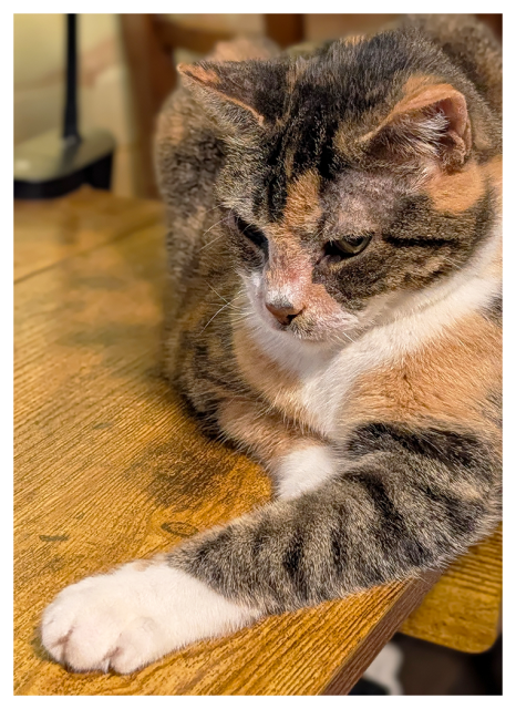 calico cat with white markings and green eyes lounges on a wooden desk, extending her left, white paw forward. the background is blurred.