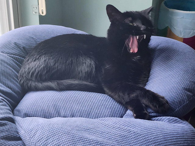 Black kitty laying on his side, front paws crossed. His mouth is open mid-yawn - all white pointy teeth and pink tongue. His left ear is chopped we call him Chop, just for that! 

He's on a blue corduroy cushion, next to a sunny window. 