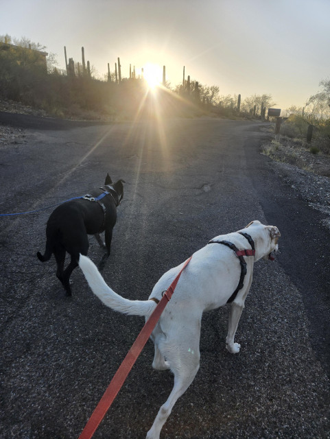 two dogs walk toward the rising sun on a desert road