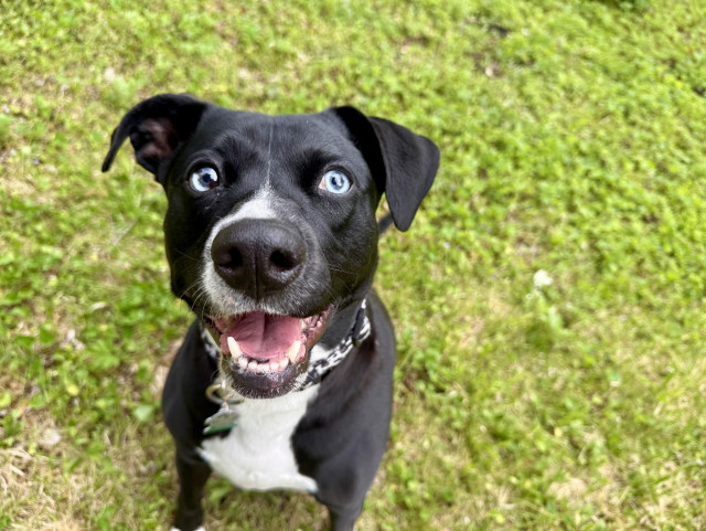 Bubbles the dog, sitting in a lush patch of grass and smiling at the camera.