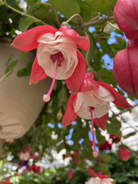 Looking up at fuchsia flowers trailing from a hanging pot. They have pink outer petals, cream colored wavy inner petals, and s long hanging pink pistil. 
