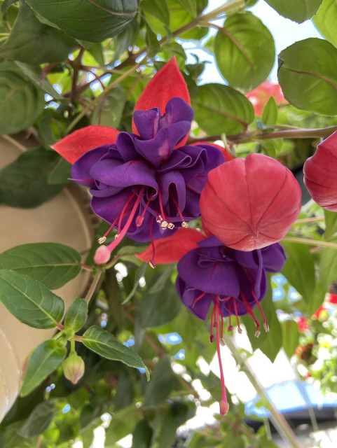 Similar to the other photo, but this time with deep purple inner petals. And one flower that hasn't opened yet looks like a pink balloon. 