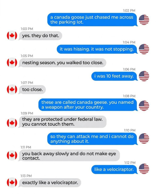 A text conversation between a Canadian and an Americam
1.02 PM - a canada goose just chased me across the parking lot. 
1:03 PM - yes. they do that.
1:04 PM - it was hissing. it was not stopping.
1:05 PM - nesting season. you walked too close.
1:06 PM - i was 10 feet away. 
1:07 PM - too close.
1:08 PM - these are called canada geese. you named a weapon after your country. 
1:09 PM - they are protected under federal law.  you cannot touch them.
110 PM - so they can attack me, and i cannot do anything about it. 
111 PM - you back away slowly and do not make eye contact.
112 PM - like a velociraptor. 
113 PM = exactly like a velociraptor.
