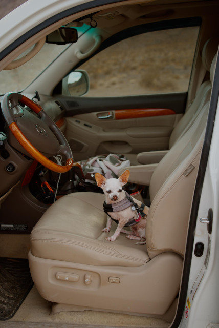 A 4-lb. white and tan Chihuahua sits upright looking out from the driver’s seat of a car. 