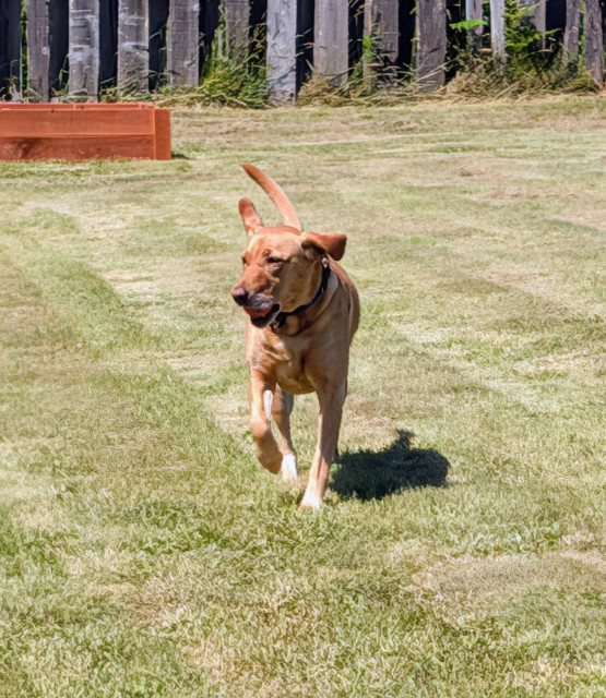 Golden lab is running on grass with a ball in her mouth. There is a raised bed garden and an old wood fence behind her. 