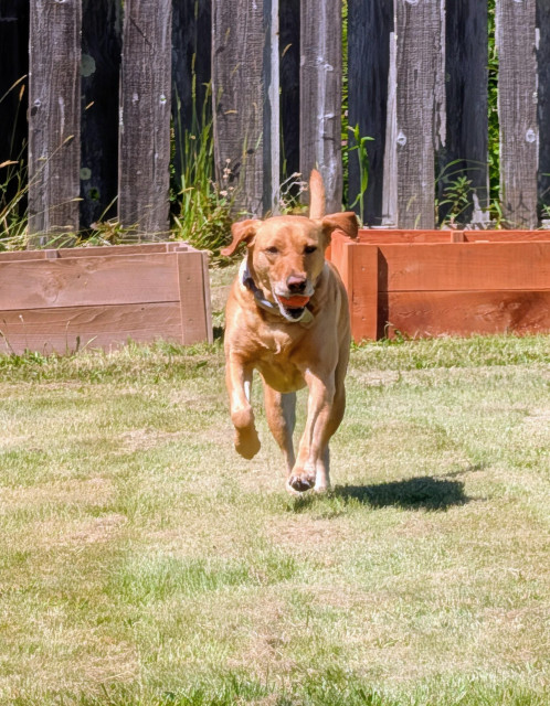 Golden lab is running on grass with a ball in her mouth. There is a raised bed garden and an old wood fence behind her. 