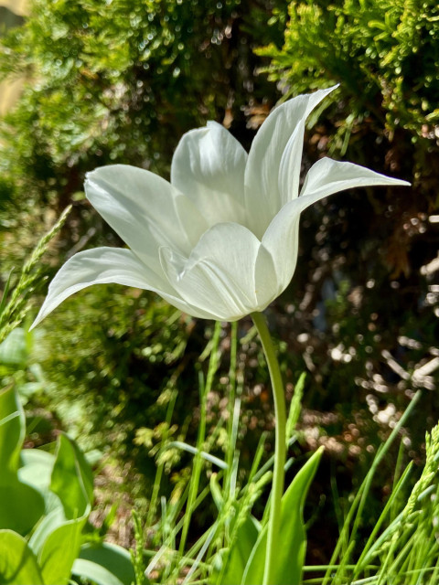 A white star tulip in thé sun. It has six pointy white petals, wide open. There are shadows in the background, making the flower even brighter in contrast. 