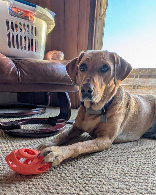Golden lab is lying on the floor with her paw on her orange ball. The white laundry basket in the chair is full of more embroidery thread than I will be able to use in a thousand forevers.