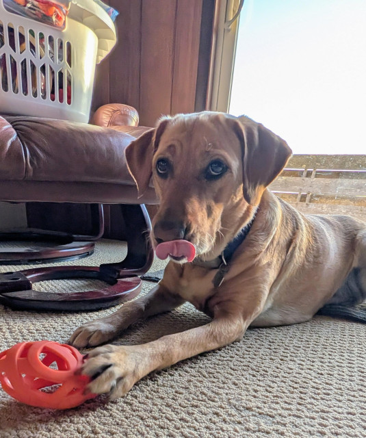 Golden lab is lying on the floor with her paw on her orange ball. She is licking her chops. The white laundry basket in the chair is full of more embroidery thread than I will be able to use in a thousand forevers.