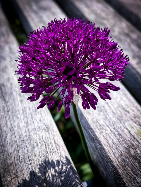 A close-up of a single, vibrant purple allium flower, growing up through a gap in a rustic wooden bench.

A perfectly spherical, deep violet flower head made up of dozens of tiny, star-shaped blossoms. The intricate structure of the umbel radiates outward from the center.

The weathered, graying wood planks run diagonally across the frame, providing a stark, neutral contrast that makes the rich purple color pop intensely. 