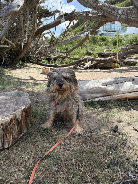 Dog standing in a shaded area with some swings behind, tied to trees. Some blue sky in the background.