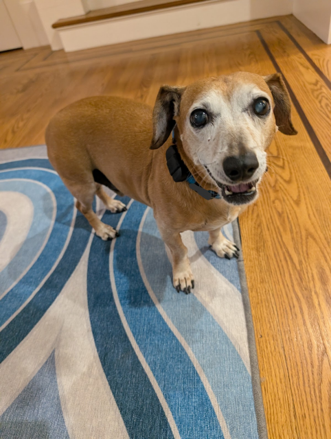 smiling dachshund-mix is standing on a swirly blue rug. 