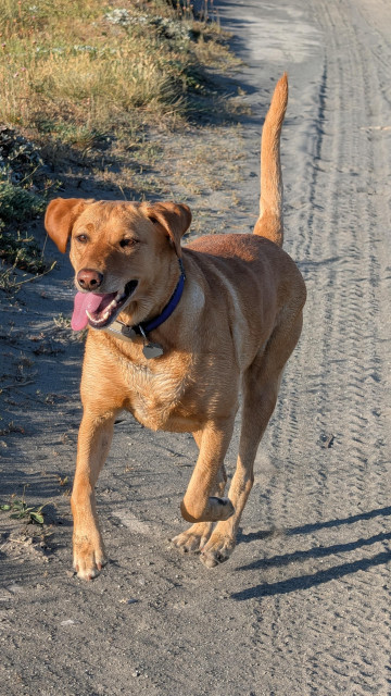 Golden lab is running on a sandy trail with her tongue out. 