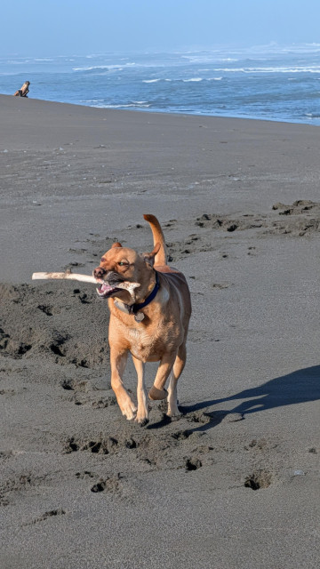 Golden lab is retrieving a stick on the beach.