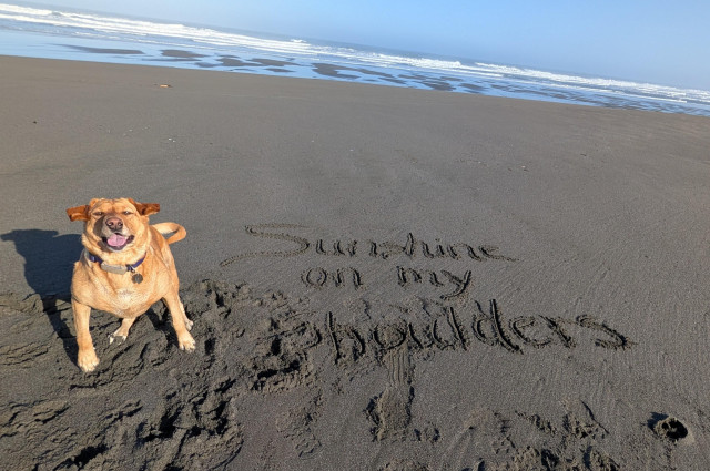 Golden lab is trying to sit still on the beach next to the words Sunshine on my Shoulders written in the sand. Sometimes she gets excited. 